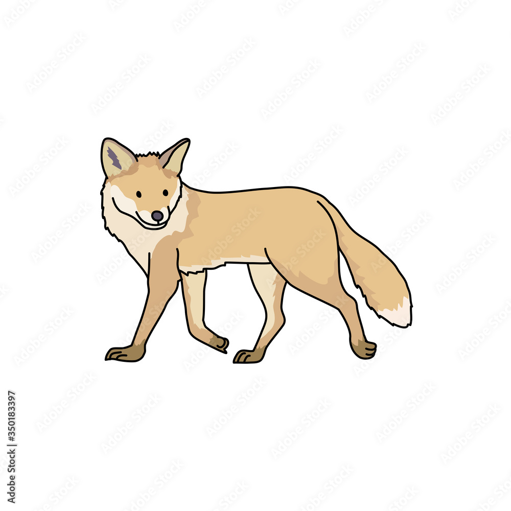 Fototapeta premium キツネ