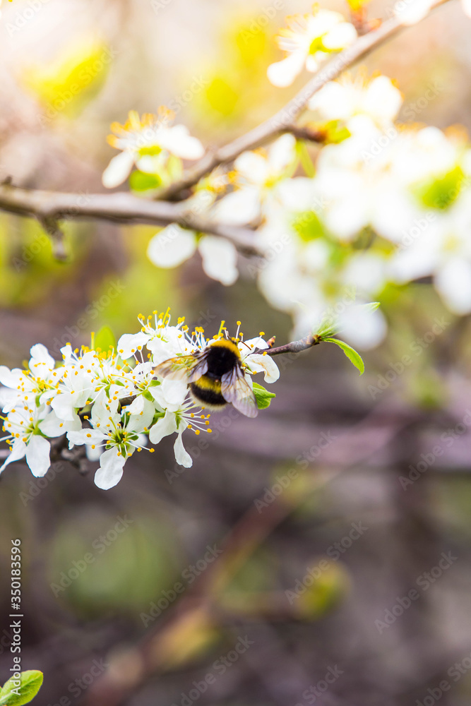 blooming fruit tree with fragrant white flowers with large petals and a bumblebee pollinating them
