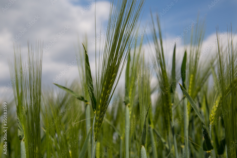 green spikelets of wheat in a field