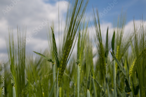 green spikelets of wheat in a field