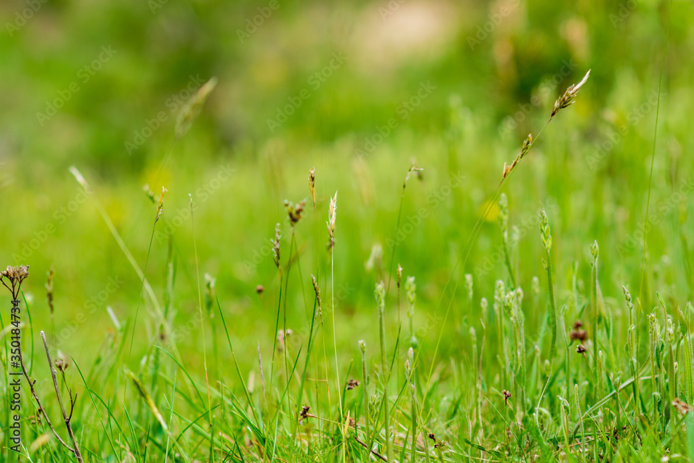 green grass background 