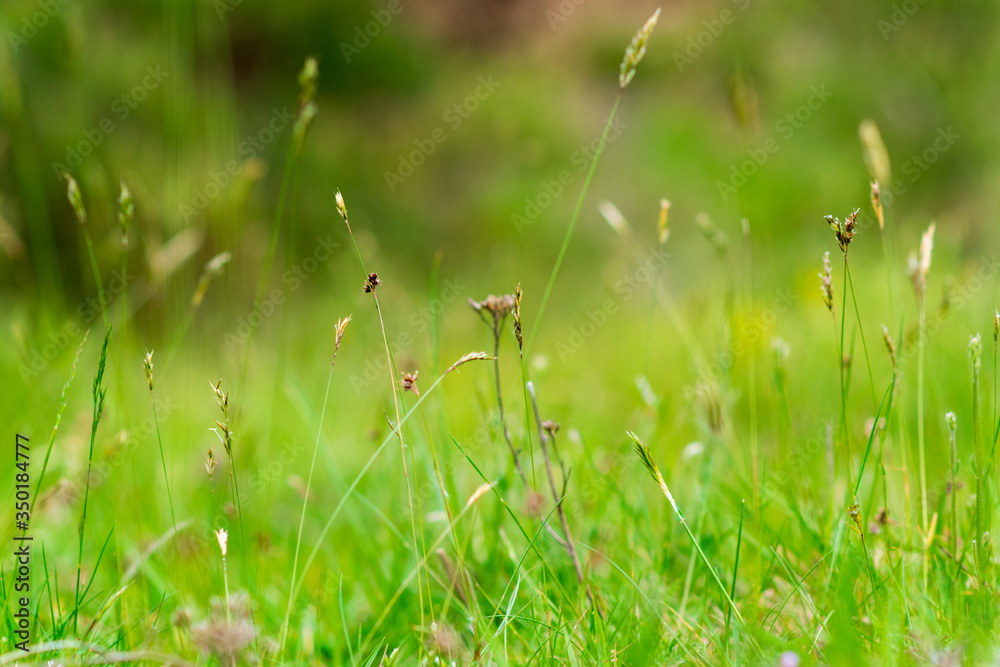 green grass on a sunny day