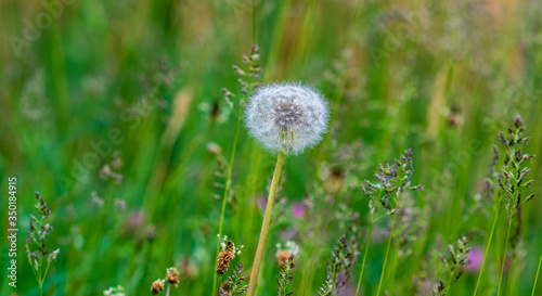 dandelion closeup on green grass