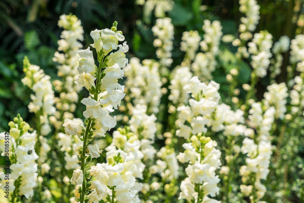 white Snapdragon flower in the garden white Snapdragon flower in the garden