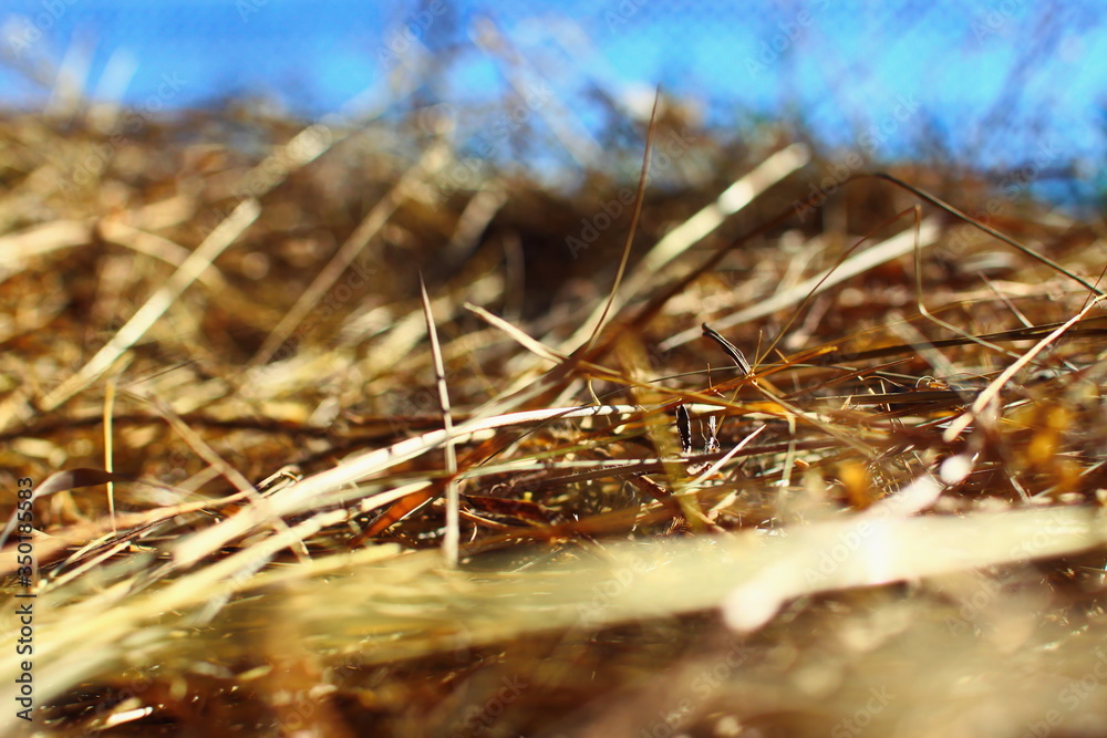 dry golden hay from field grass for feeding rural animals in the light of sunlight with a blue sky in the background dry golden hay from field grass for feeding rural animals in the light of sunlight with a blue sky in the background