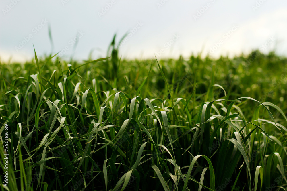 Fototapeta premium green wheat field