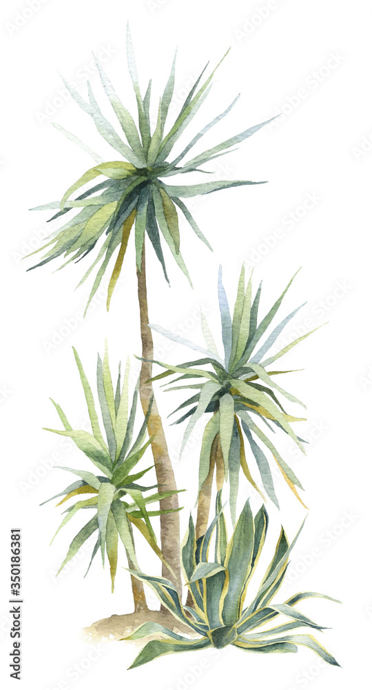 A group of the tropical plants (dracaena, agave) hand drawn in watercolor isolated on a white background. Tropical plants. Watercolor illustration. Botanical illustration. Tropical landscape