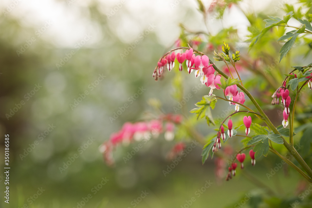 pink flowers called broken heart on a background of green garden
pink flowers called broken heart on a background of green garden