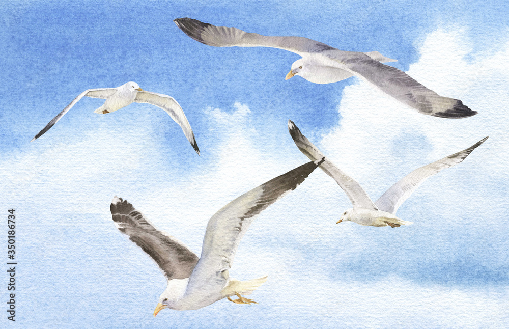 Seagulls flying in a blue sky hand drawn in watercolor. Picturesque cloudscape. Watercolor illustration.