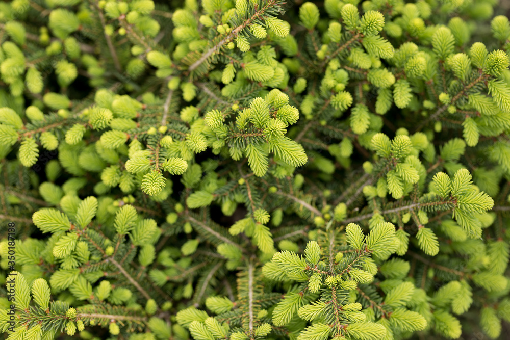 light green branches and needles of a young spruce closeup light green branches and needles of a young spruce closeup