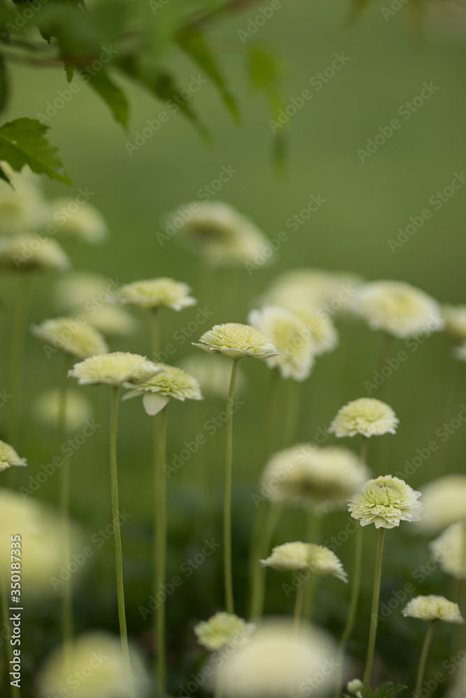 white anemone flowers on a background of green grass