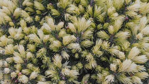 Close up of young sprouts of picea glauca conica Daisy White tree. Spruce gray canadian Daisy's White in spring. Texture, background, pattern