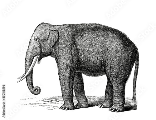 Illustration of a Indian Elephant in popular encyclopedia from 1890