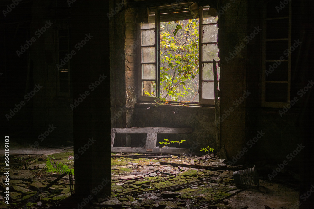 old abandoned house window with mold and moss on the floor and green wall and plant that grow inside old abandoned house window with mold and moss on the floor and green wall and plant that grow inside