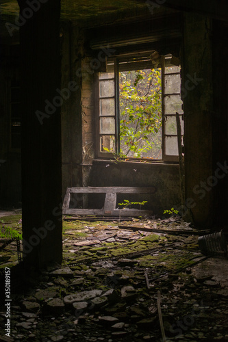 old abandoned house window with mold and moss on the floor and green wall and plant that grow inside