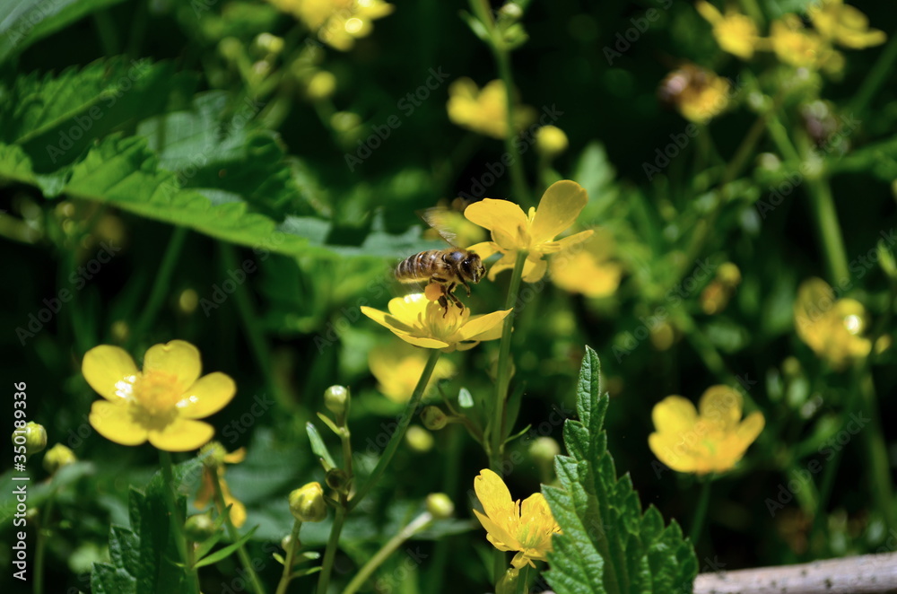 Honey Bee collecting pollen on yellow rape flower