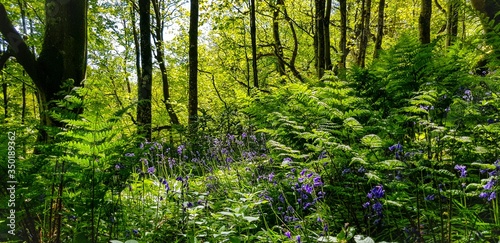 green forest in spring