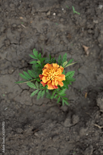 bright orange marigold flower close-up  © Наталья Бирюкова