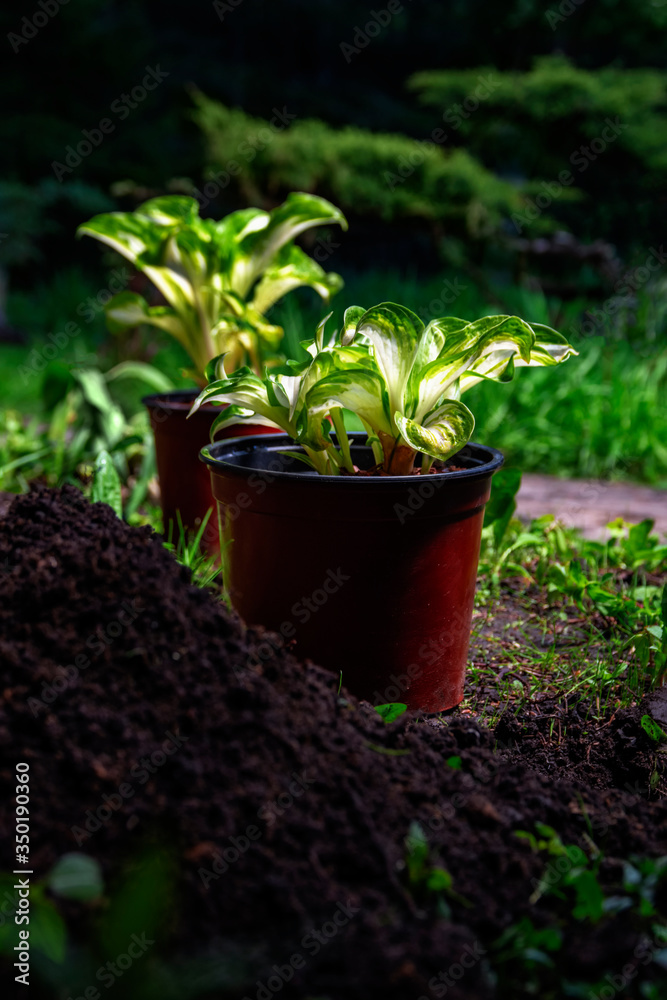 Pots with seedling Hosta. Planting young plants in the park, garden, backyard. Landscape design, preparation for planting. Pile of soil in the foreground Pots with seedling Hosta. Planting young plants in the park, garden, backyard. Landscape design, preparation for planting. Pile of soil in the foreground