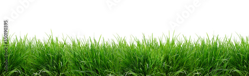 Banner - Saftig grünes Gras freigestellt photo