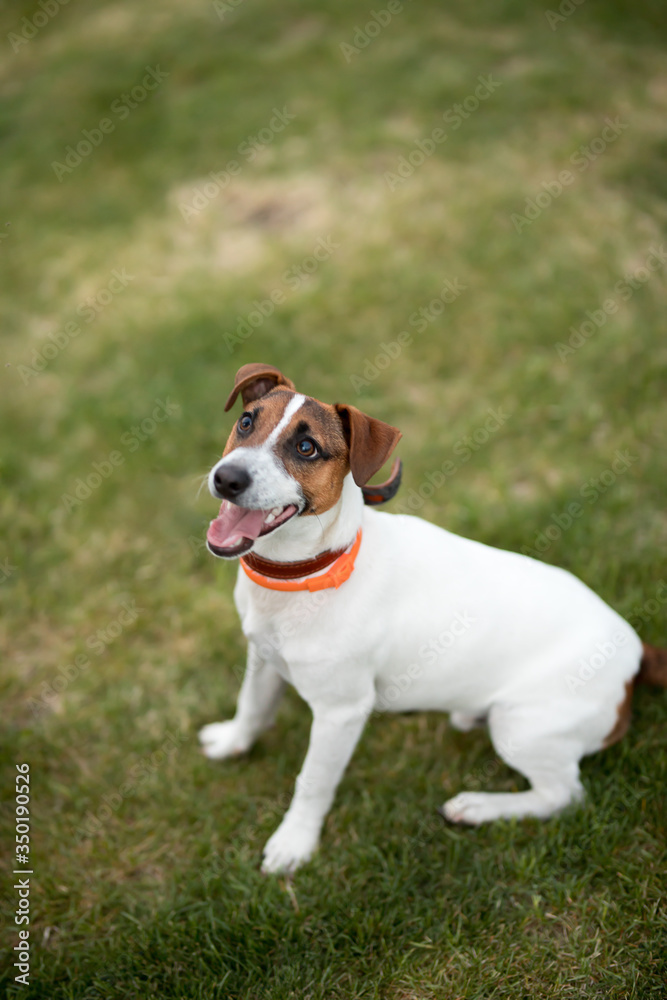 dog jack russell terrier walks on green grass