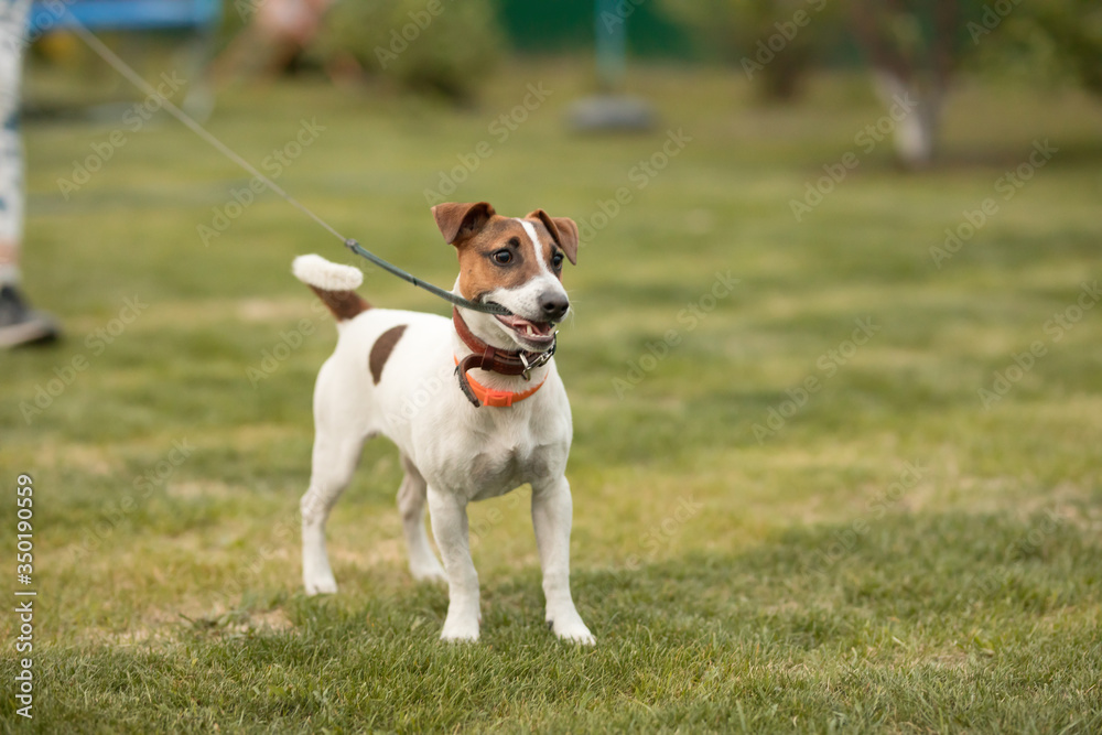 dog jack russell terrier walks on green grass