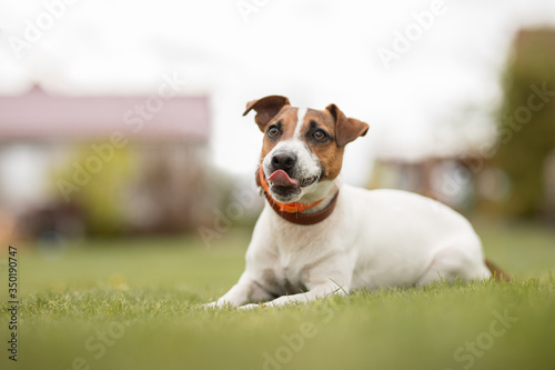 dog jack russell terrier lies on green grass with his tongue hanging out 
