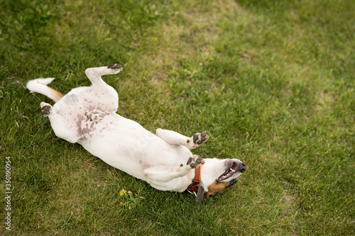 Dog Jack Russell Terrier is lying on the green grass on his back and is fooling around 