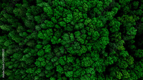 Foto Aerial Drone View of Forest at Spring.Top Down View