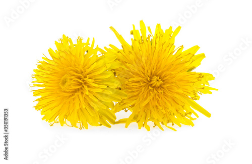 yellow flowers, dandelion on a white background, isolated.