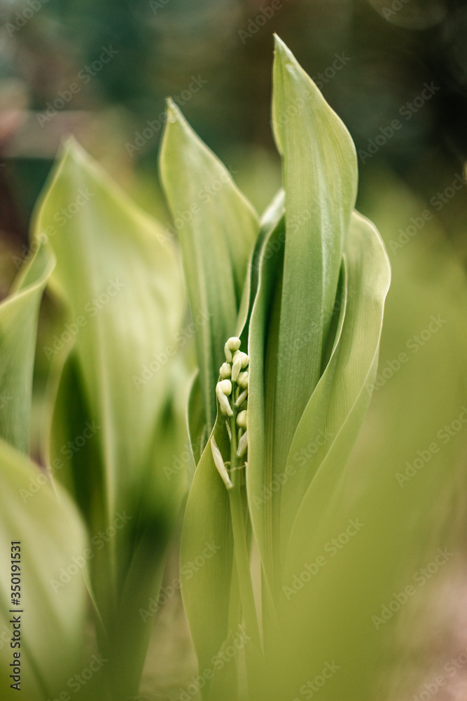 The growing lily of the valley. Blooming lily of the valley The growing lily of the valley. Blooming lily of the valley