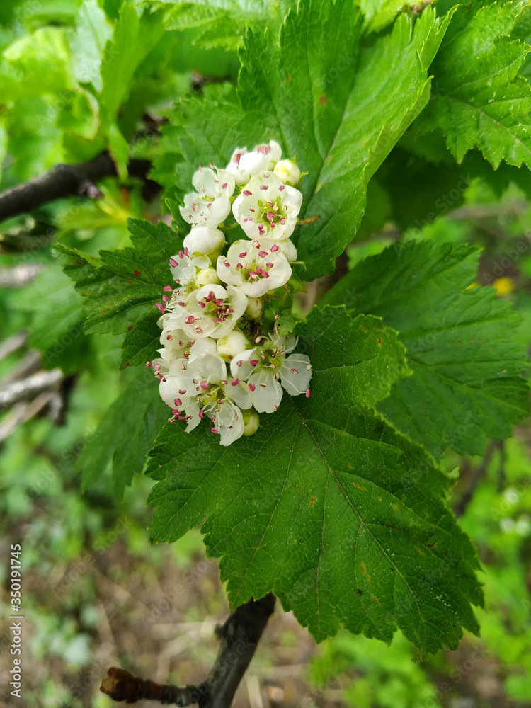 Spring blossoms flowers on the street on sunny days Spring blossoms flowers on the street on sunny days