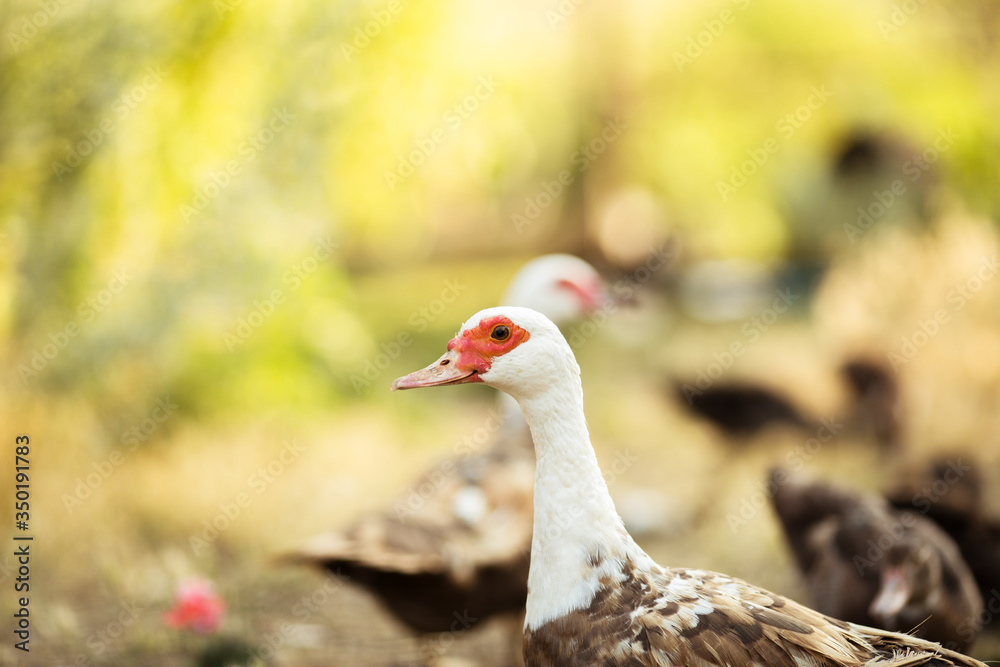 Breeding Domestic ducks and geese