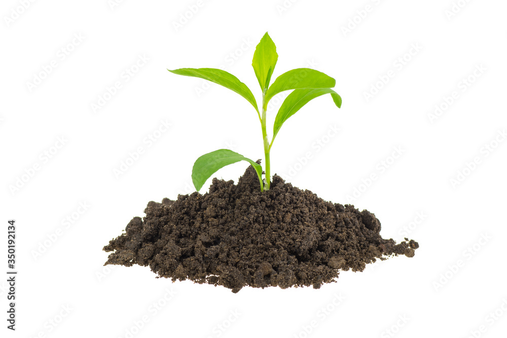 young green sprout on a white background, isolated. young green sprout on a white background, isolated.