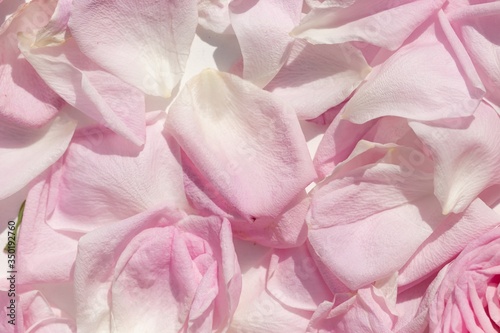 Floral background covering delicate pink rose petals macro