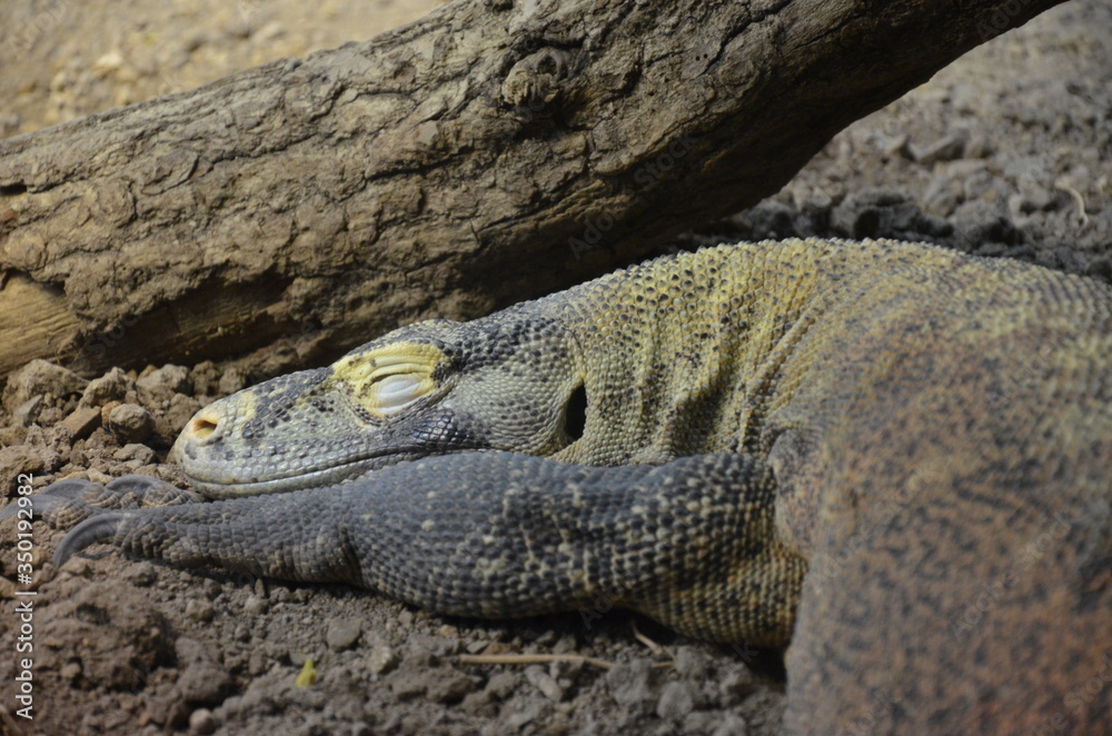 Komodo Dragon, the largest lizard in the world Komodo Dragon, the largest lizard in the world