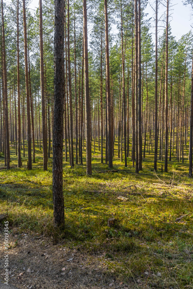 Walking path surrounded by beautiful green forest. Summer landscape. Walking path surrounded by beautiful green forest. Summer landscape.