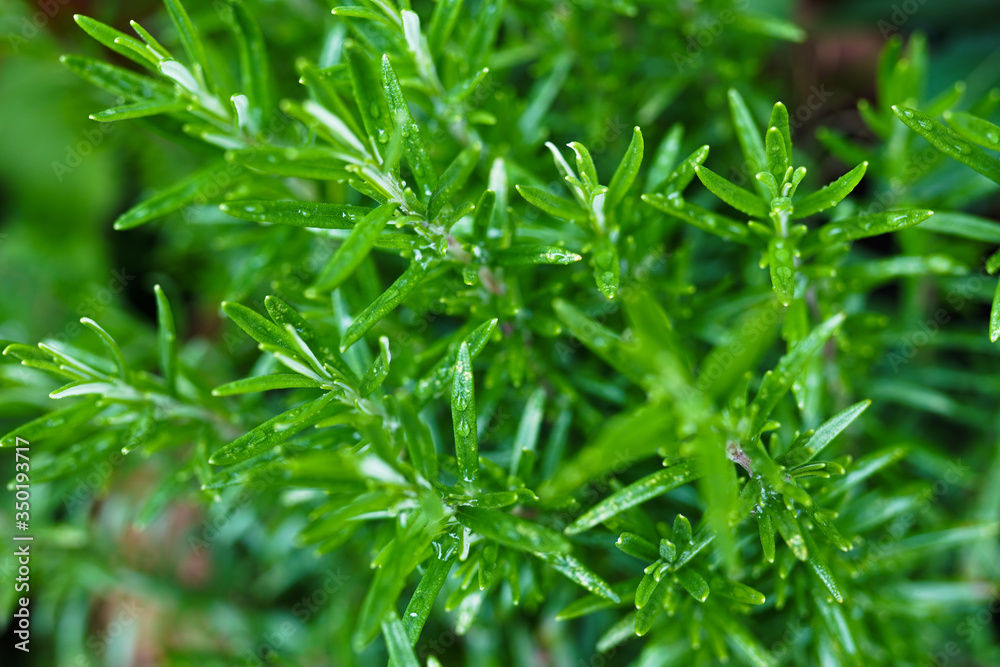 Rosmarin nach Regen Rosmarin nach Regen