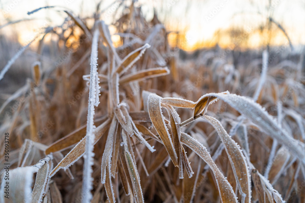 Fototapeta premium Frozen grass. Close up macro shot.