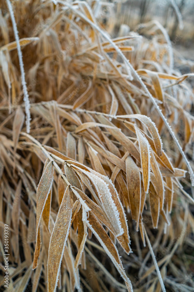 Fototapeta premium Frozen grass. Close up macro shot.