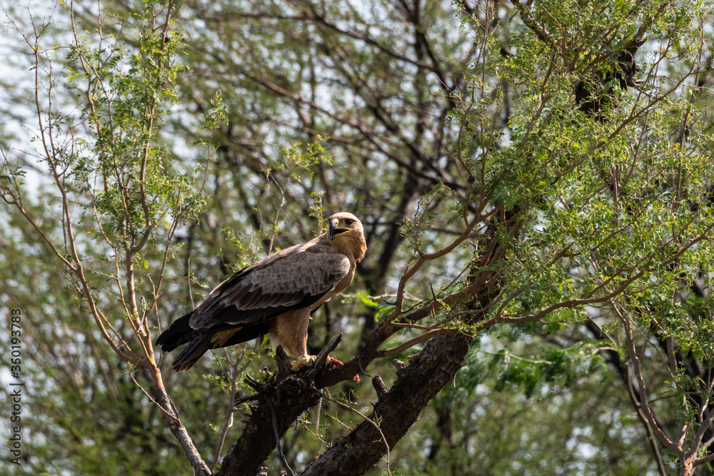 Tawny eagle or Aquila rapax feasting on Spiny tailed lizard or Uromastyx kill in his claws perched on branch of tree at tal chhapar sanctuary, rajasthan, India Tawny eagle or Aquila rapax feasting on Spiny tailed lizard or Uromastyx kill in his claws perched on branch of tree at tal chhapar sanctuary, rajasthan, India