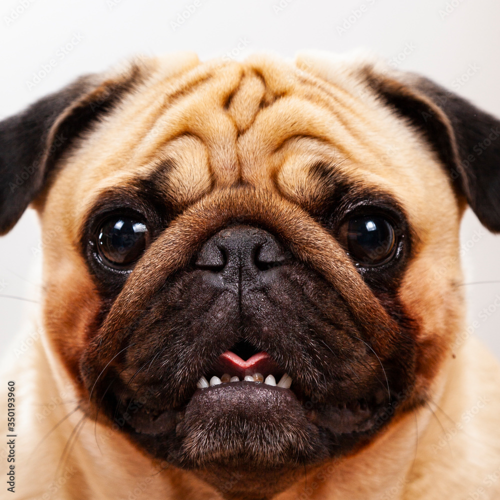 Portrait of a pug.