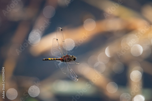 A beautiful dragonfly in flight over water photo