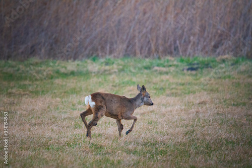 Female European roe deer - Capreolus capreolus