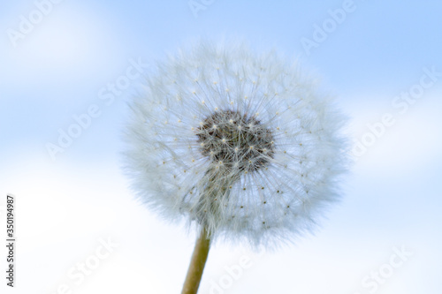 Macro view of the blossom of mature Dandelion with seeds in front of blue sky background. Taraxacum Ruderalia.