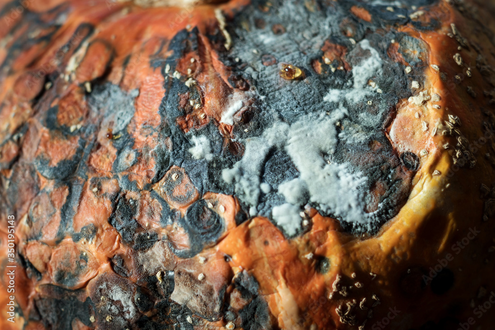 closeup of a photo of a part of a pumpkin that was rotted. On the surface, you can see the destruction of the pumpkin bark, spots from rot and mold