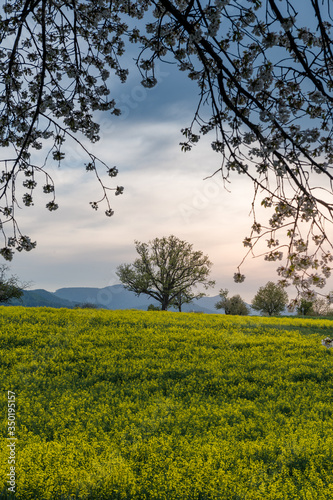 Beautiful spring landscape with a giant pear tree and a blooming rapefield photo