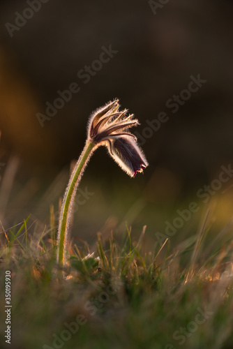 Black pasque flower - Pulsatilla nigricaus © Creaturart