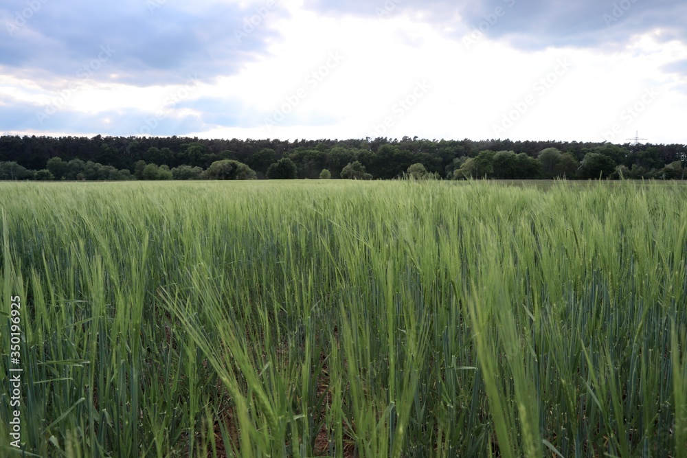 green wheat field green wheat field