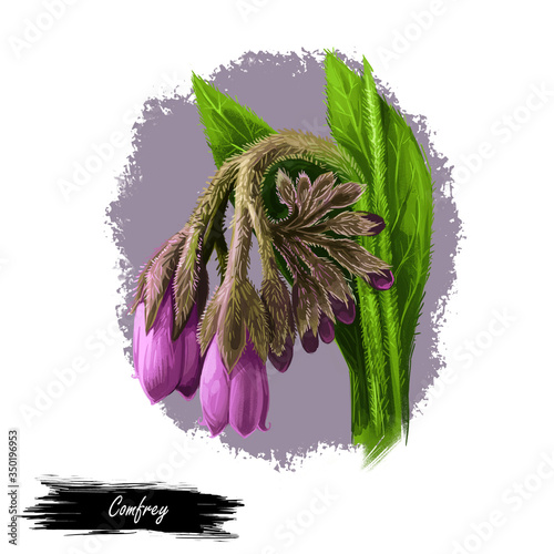 Comfrey or comphrey, blackwort, common comfrey, slippery root digital art illustration. Quaker-comfrey, cultivated boneset, knitbone, consound, and slippery-root used in cosmetics and medicine.